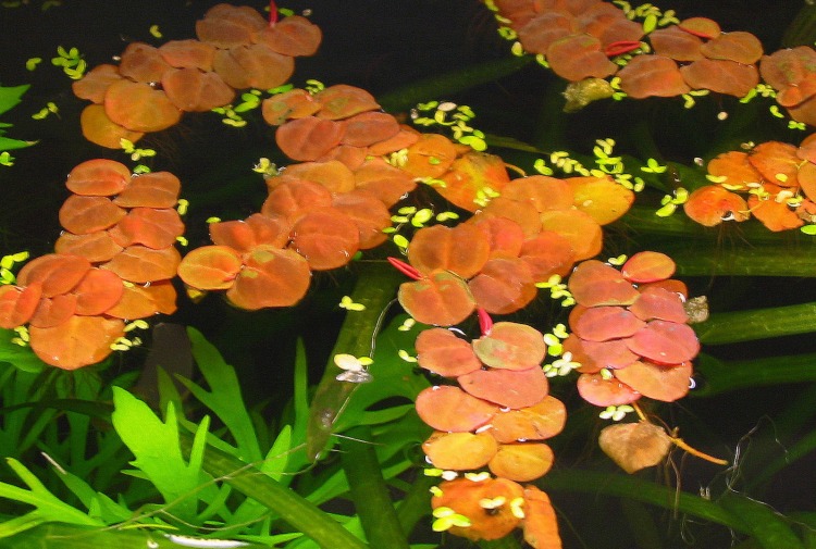 Phyllanthus fluitans